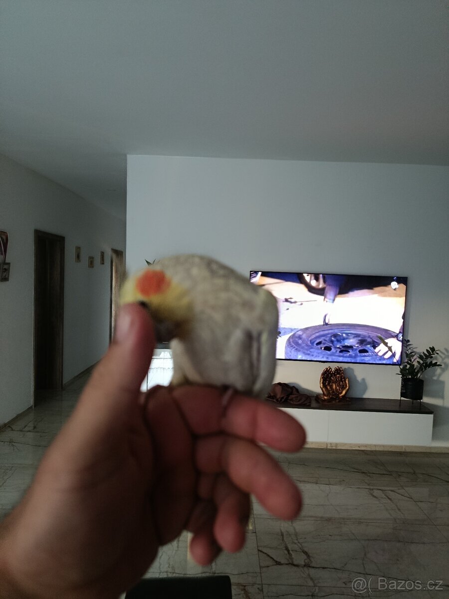 Korelky - 3