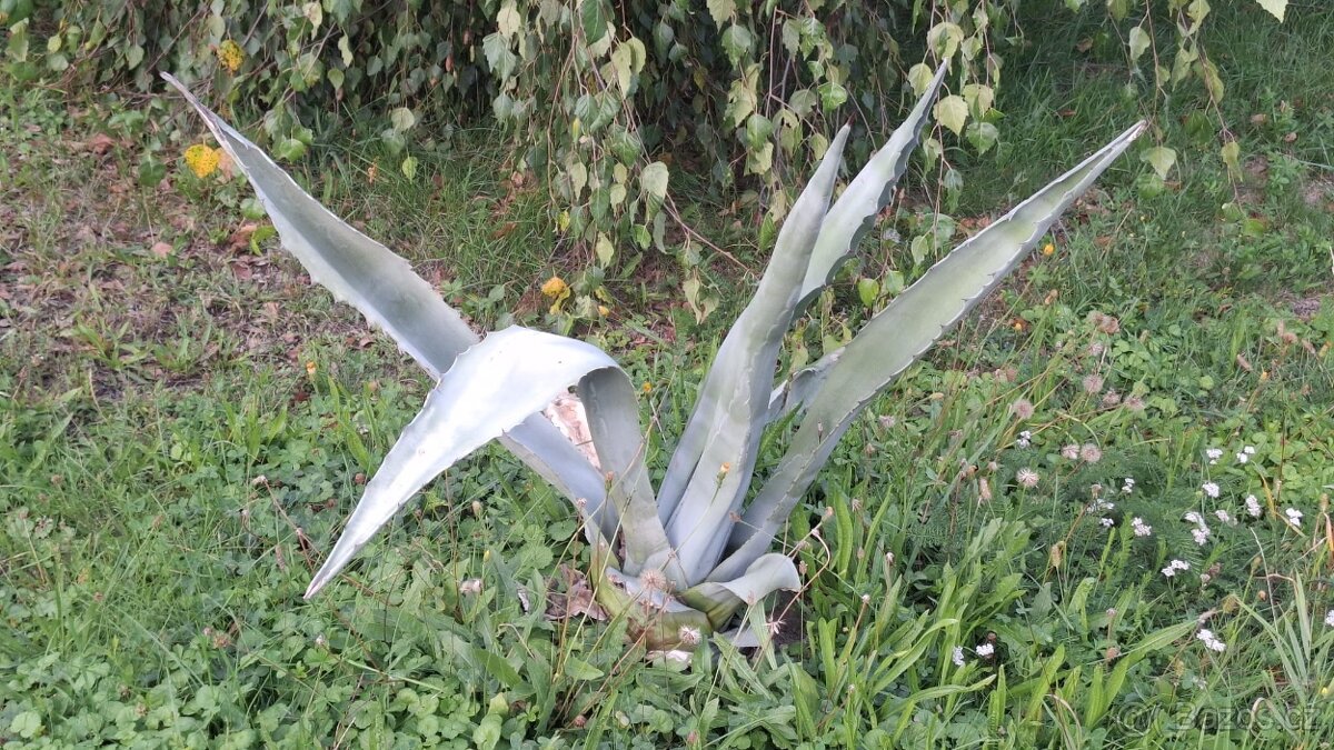 Aloe Vera - 3