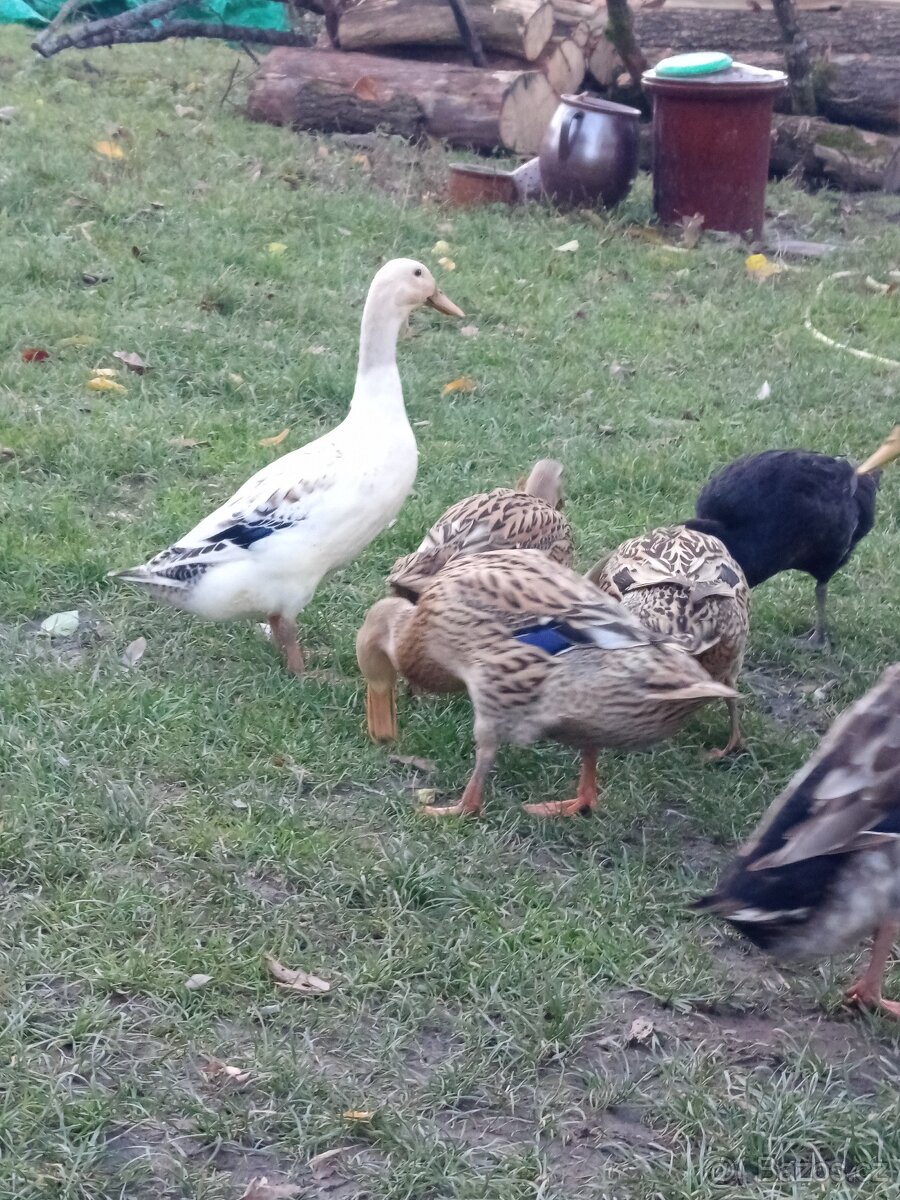 Indický běžec - 3