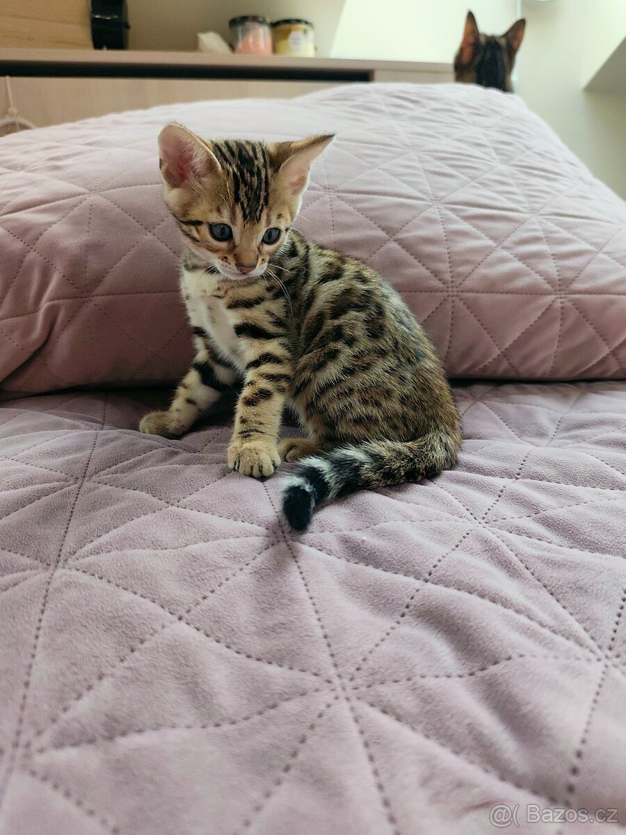 Bengálská kočička s PP - 3