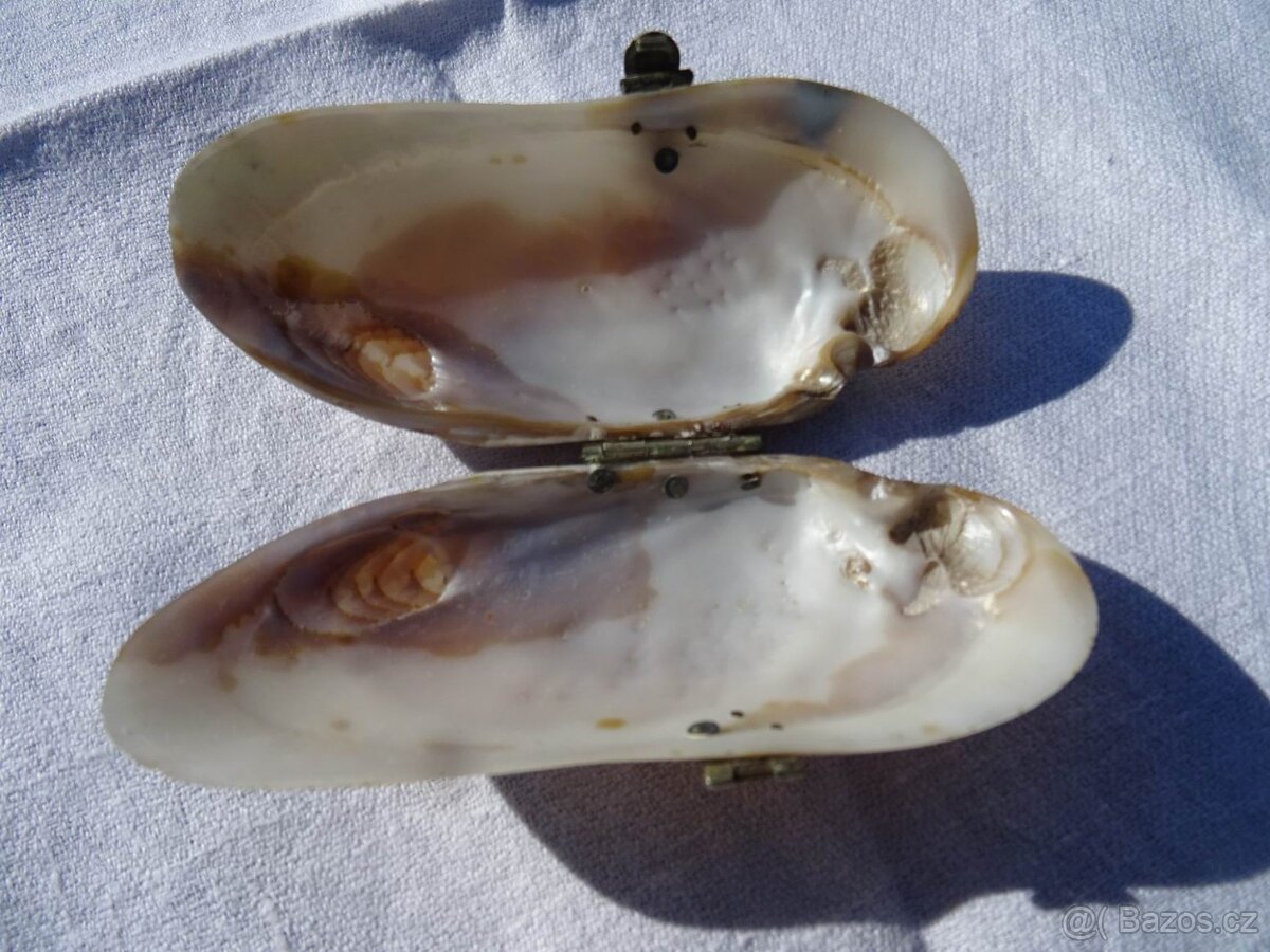 Starožítná etui z lastury. - 3