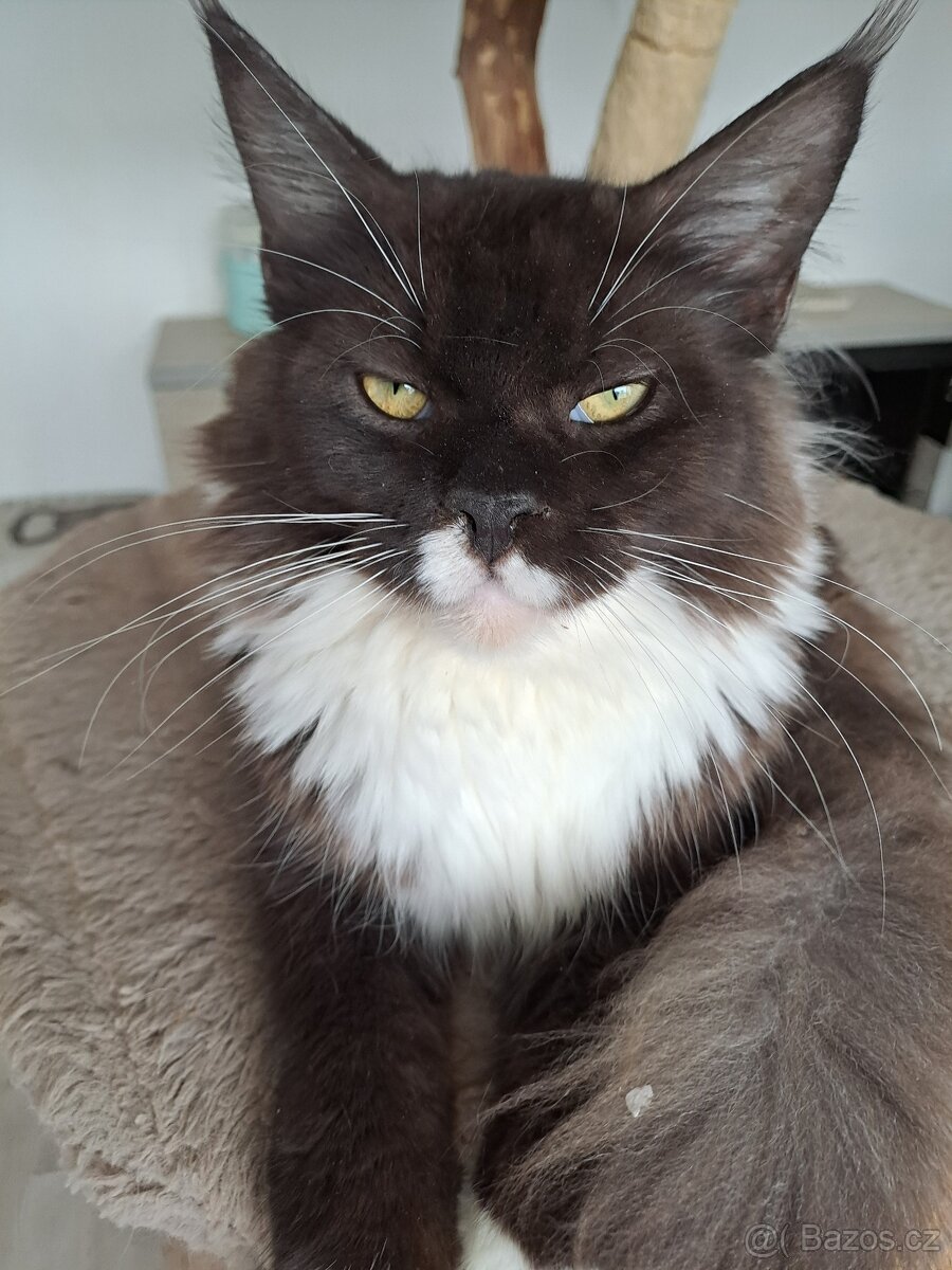 Mainská mývalí - 3