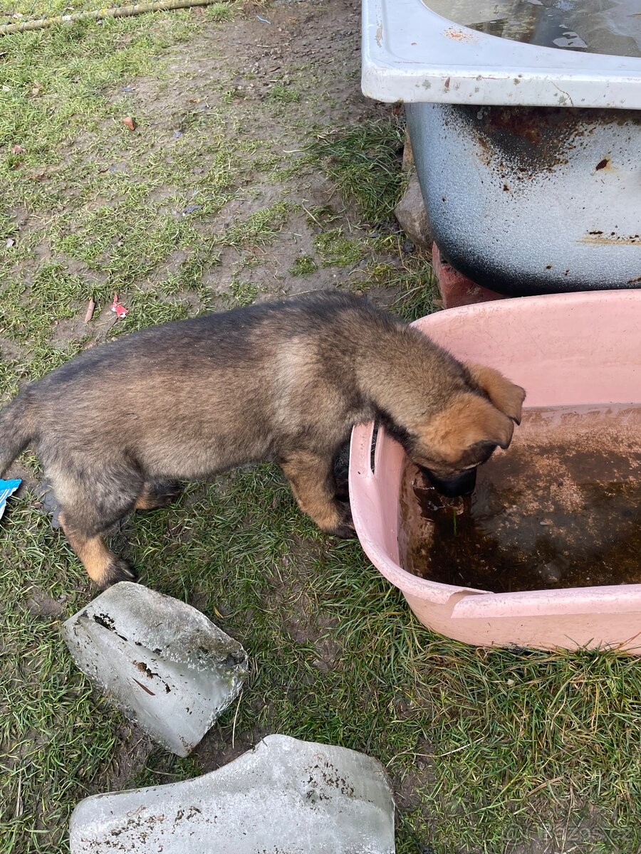 Německý ovčák - 3