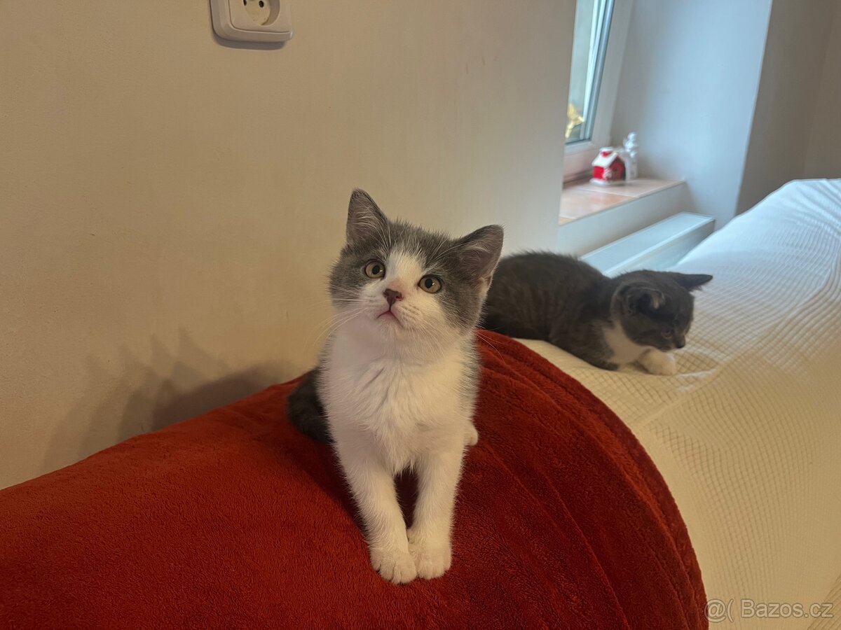 Britská modrá koťátka bicolor - 3