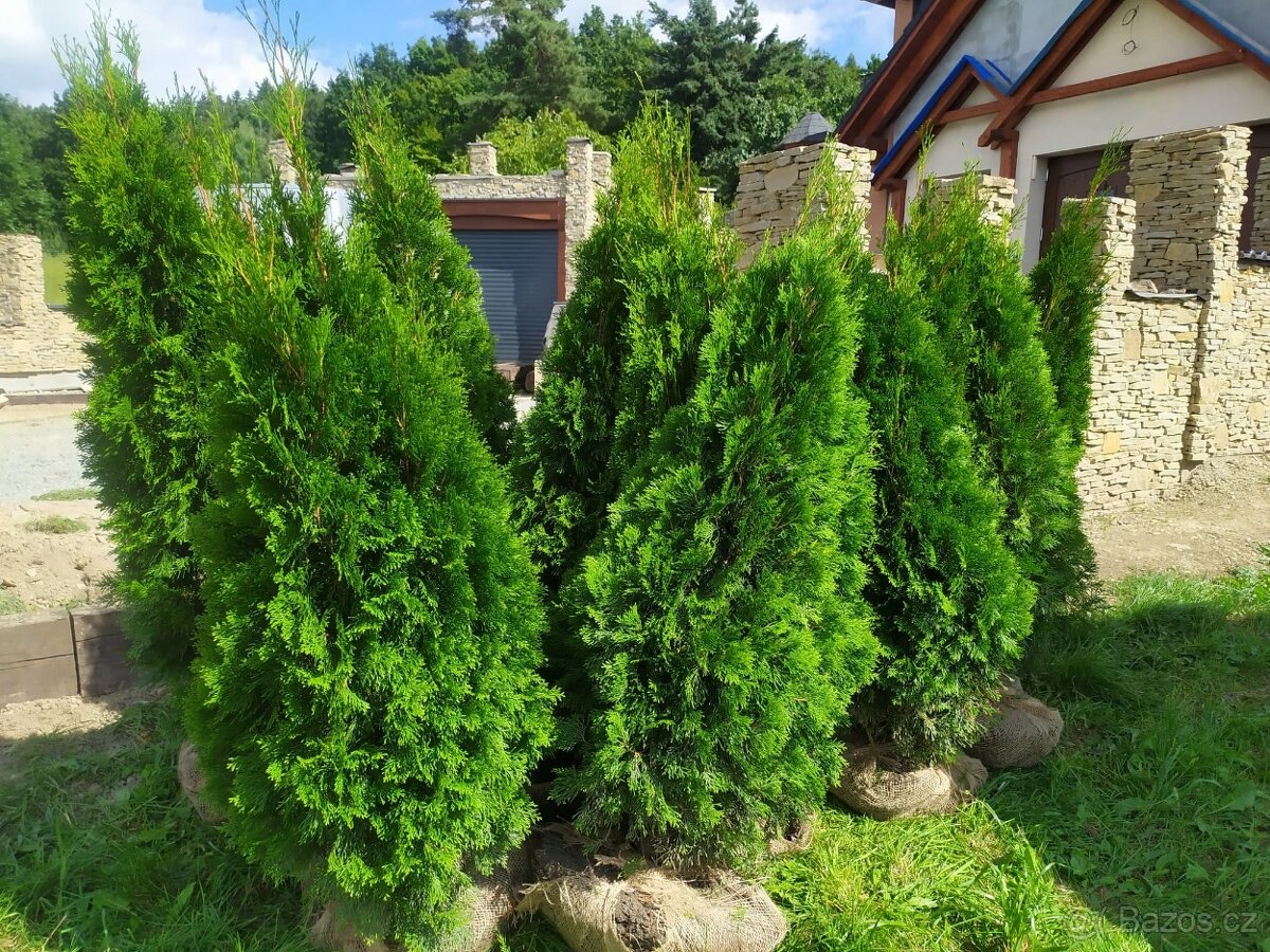 Thuje smaragd - 3