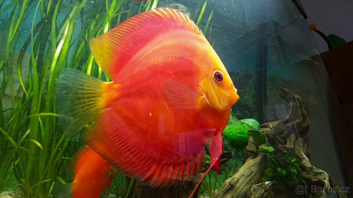 Tetra Discus Granules - granule pro terčovce - 3