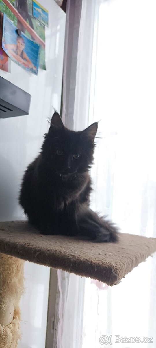 Mainská mývalí kočička s PP - 3