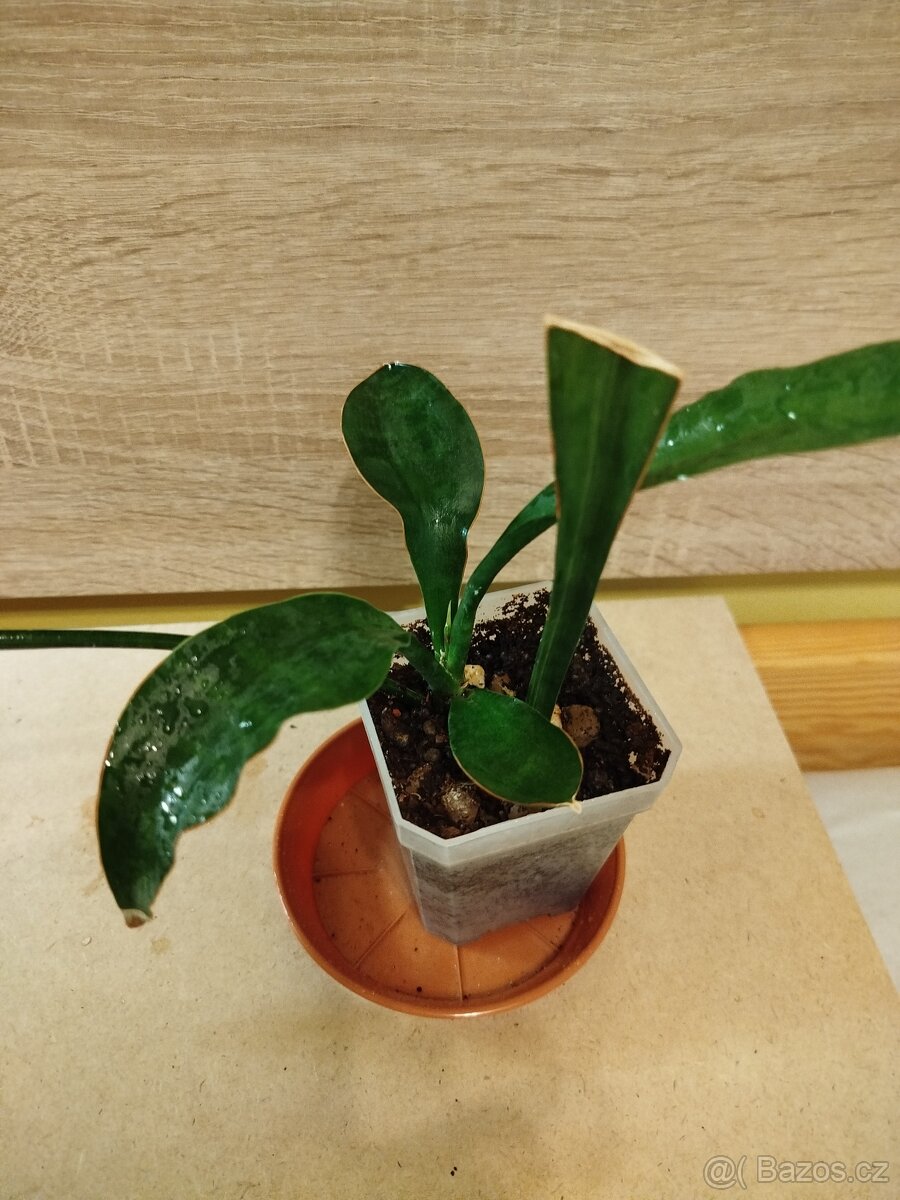 Sansevieria concinna - 3