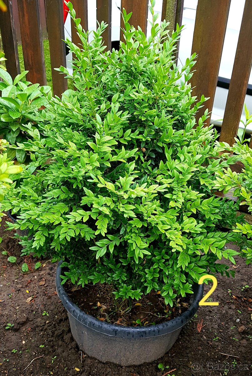 Buxusy, keřové buxusy, keře , NOVÉ KUSY - 3