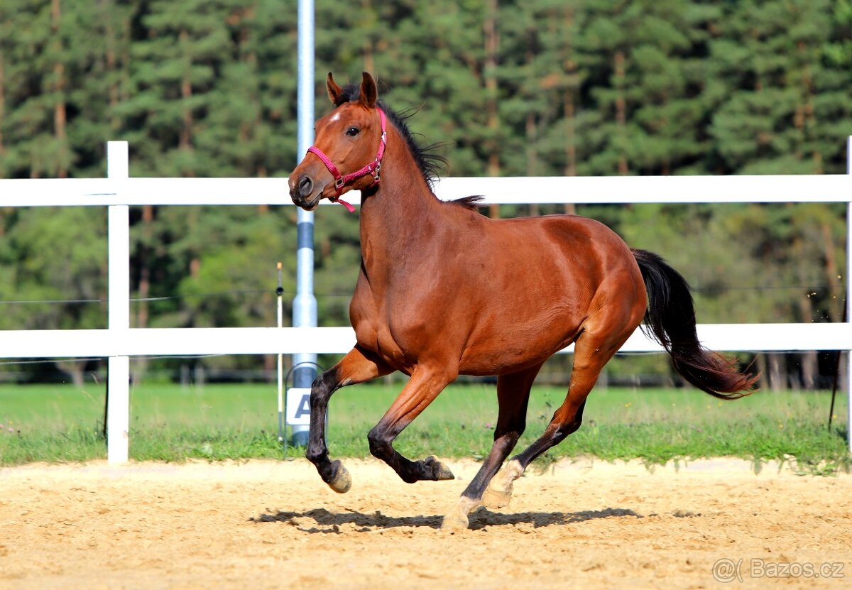 ____Klisna český teplokrevník___ - 3