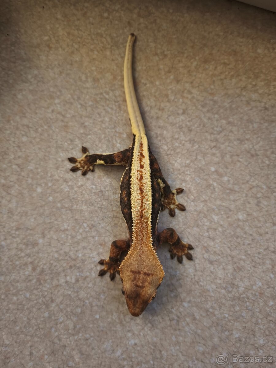 Pagekon řasnatý 0.1 LW - 3