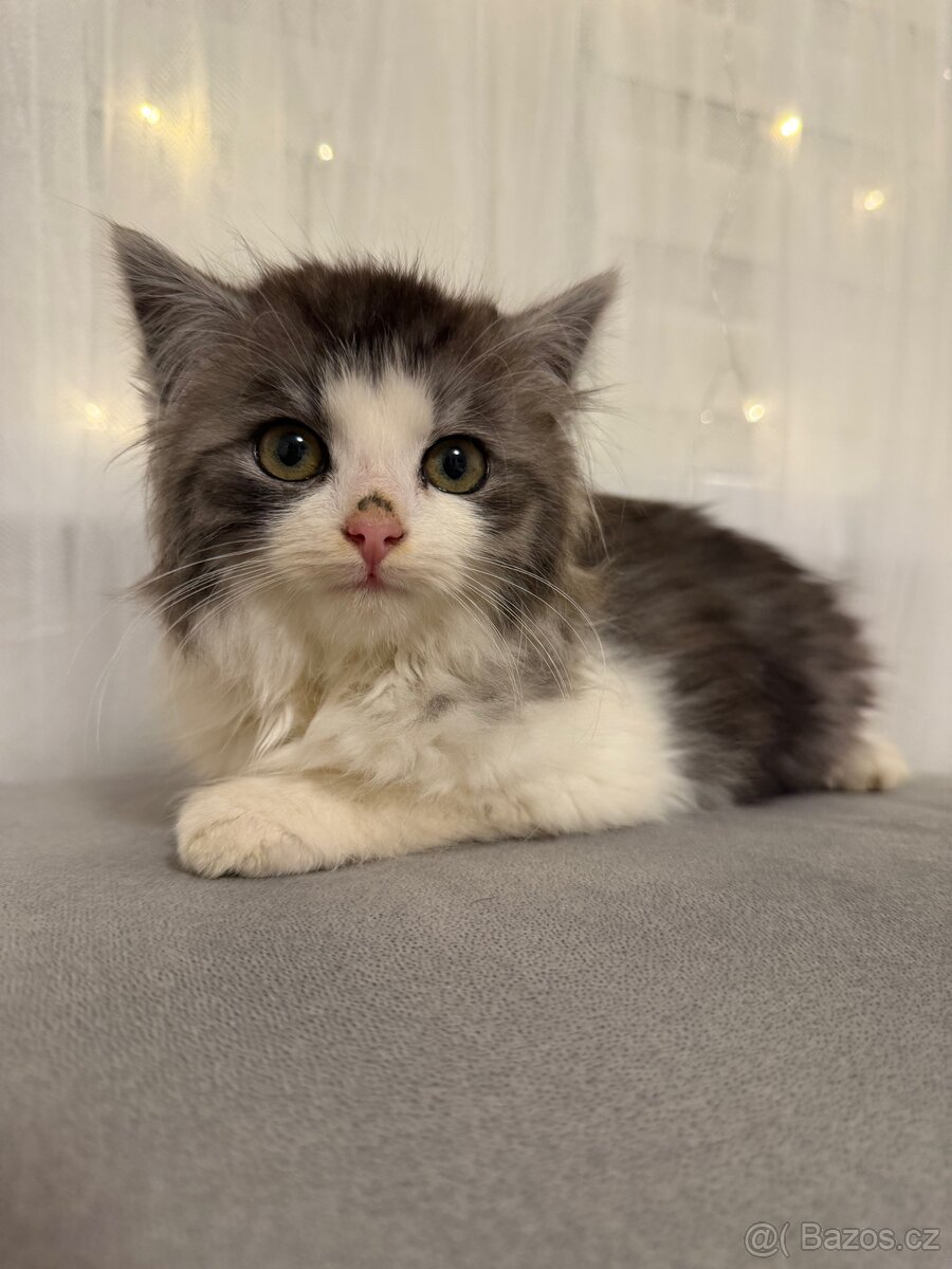 Mainská mývalí - 3