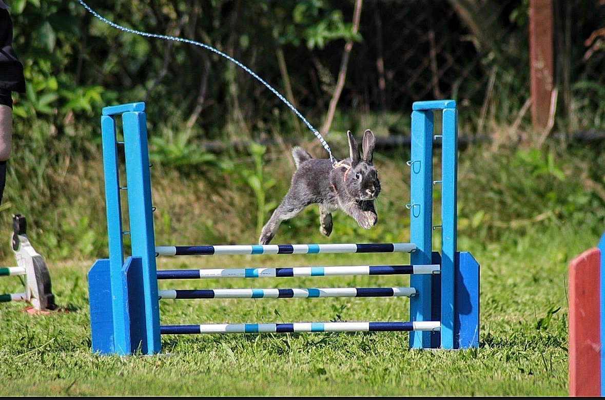 Zakrslý králík s pp - Simba - 3