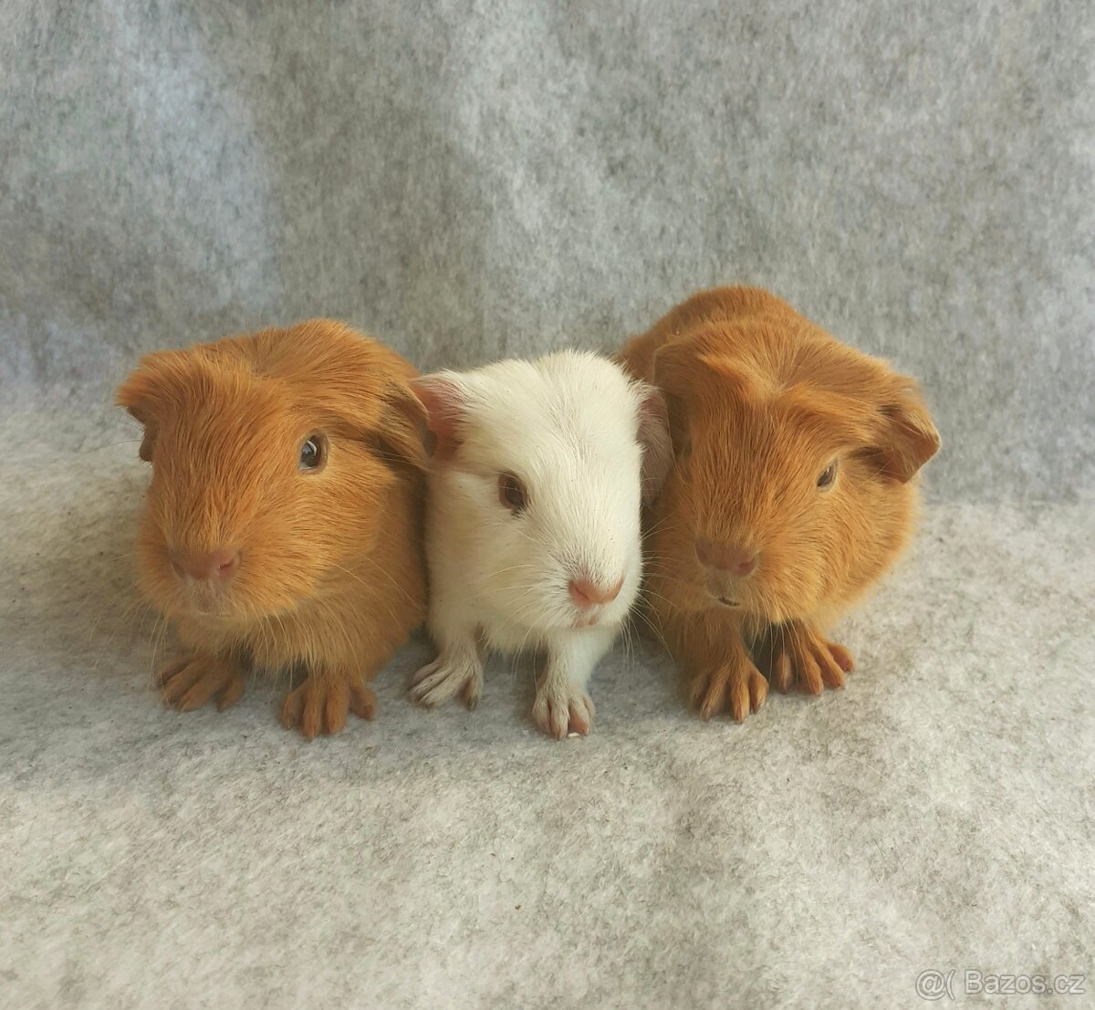 Morčátka krátkosrstá - 3