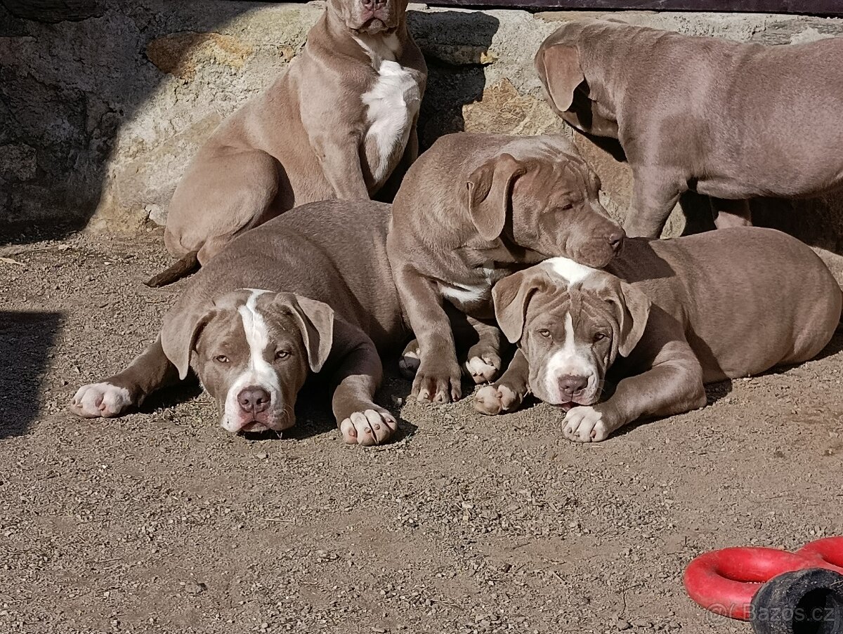 American bully xl xxl - 3