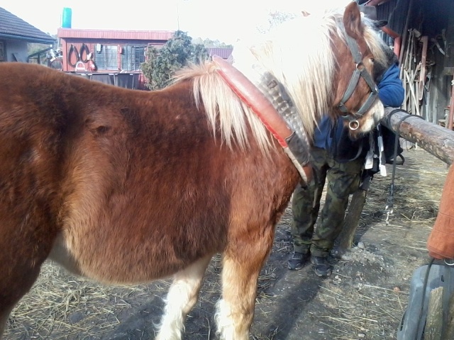 2letý hřebeček s PP - 3