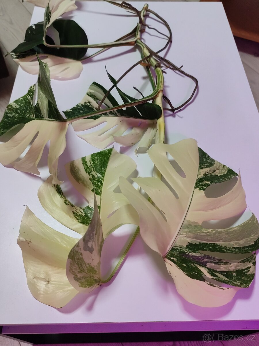 Monstera albo - 3