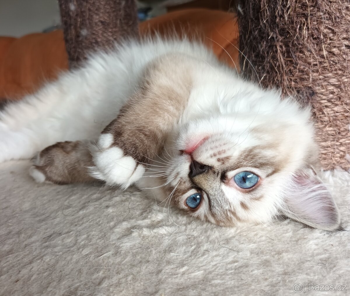 Koťátka ragdoll s PP - 3