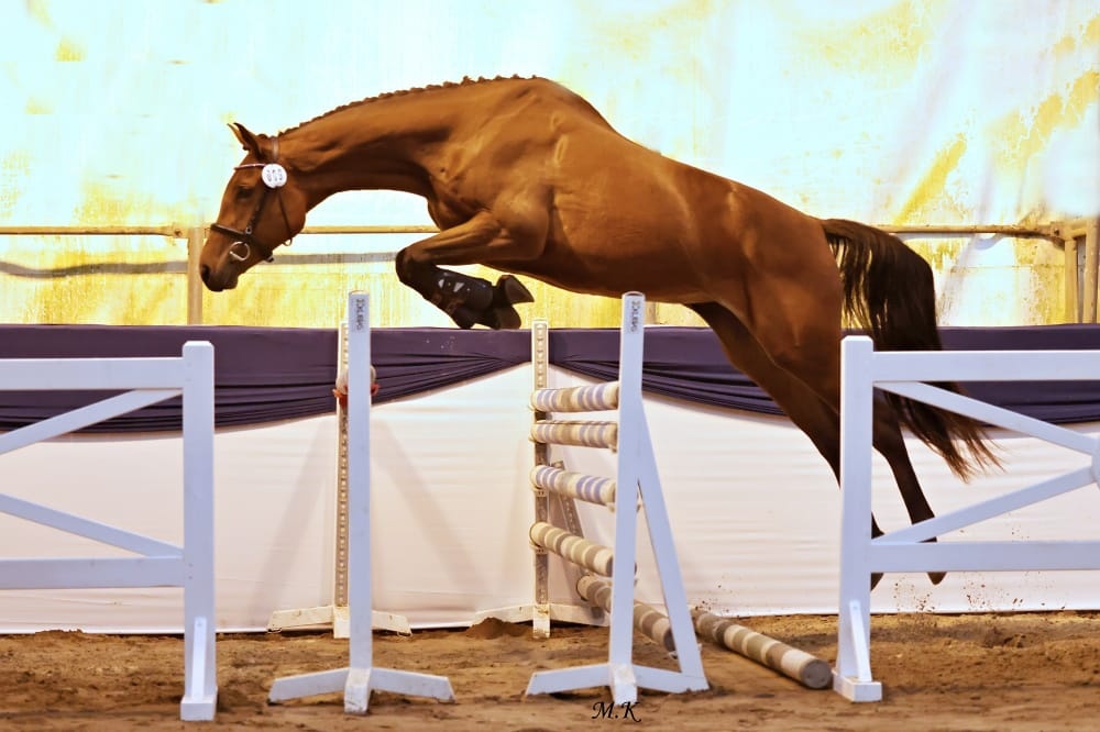 Tříletá oldenburská klisna na prodej - 3