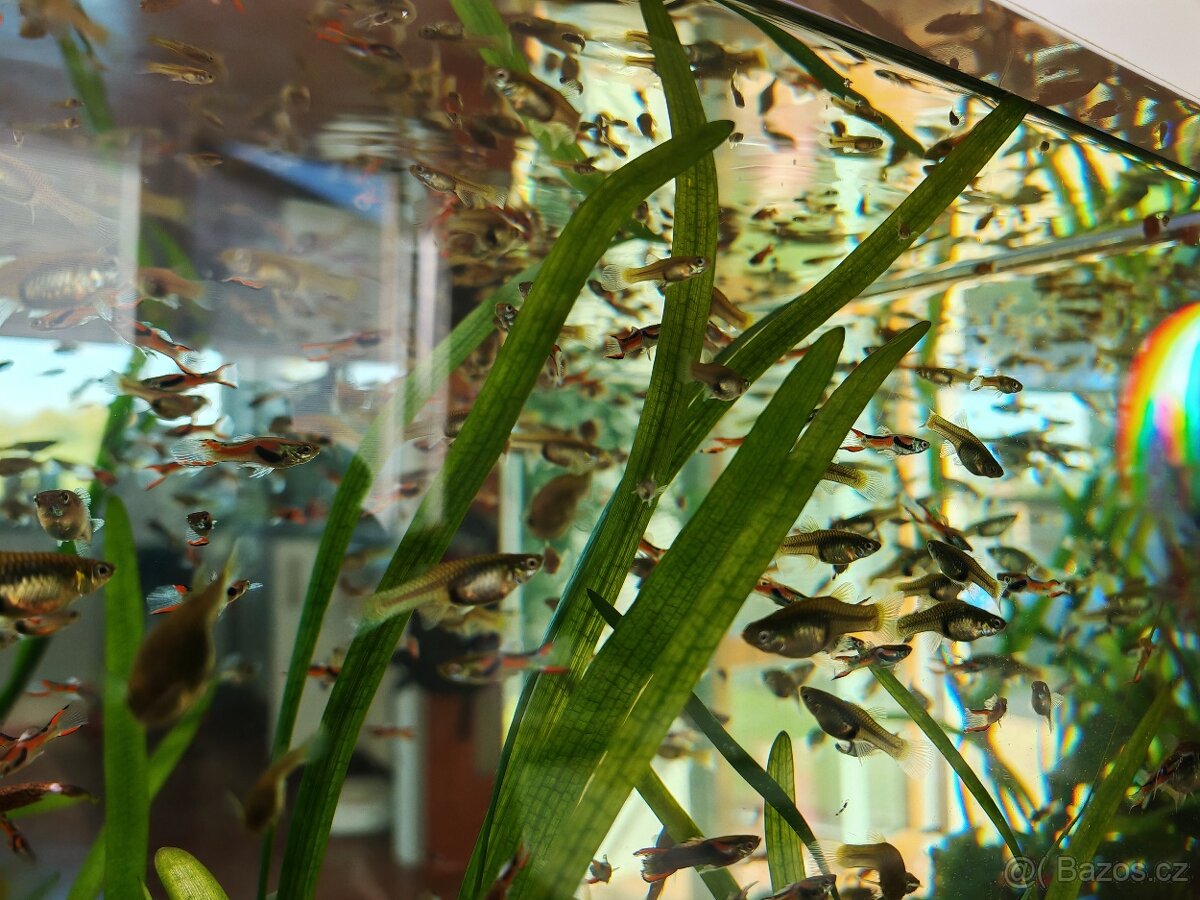 Endlerky, živorodky - 3