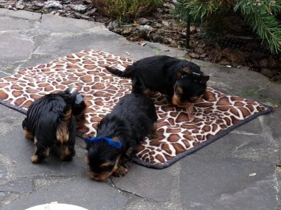 Jorkširsky teriér yorkshire teriér - 3