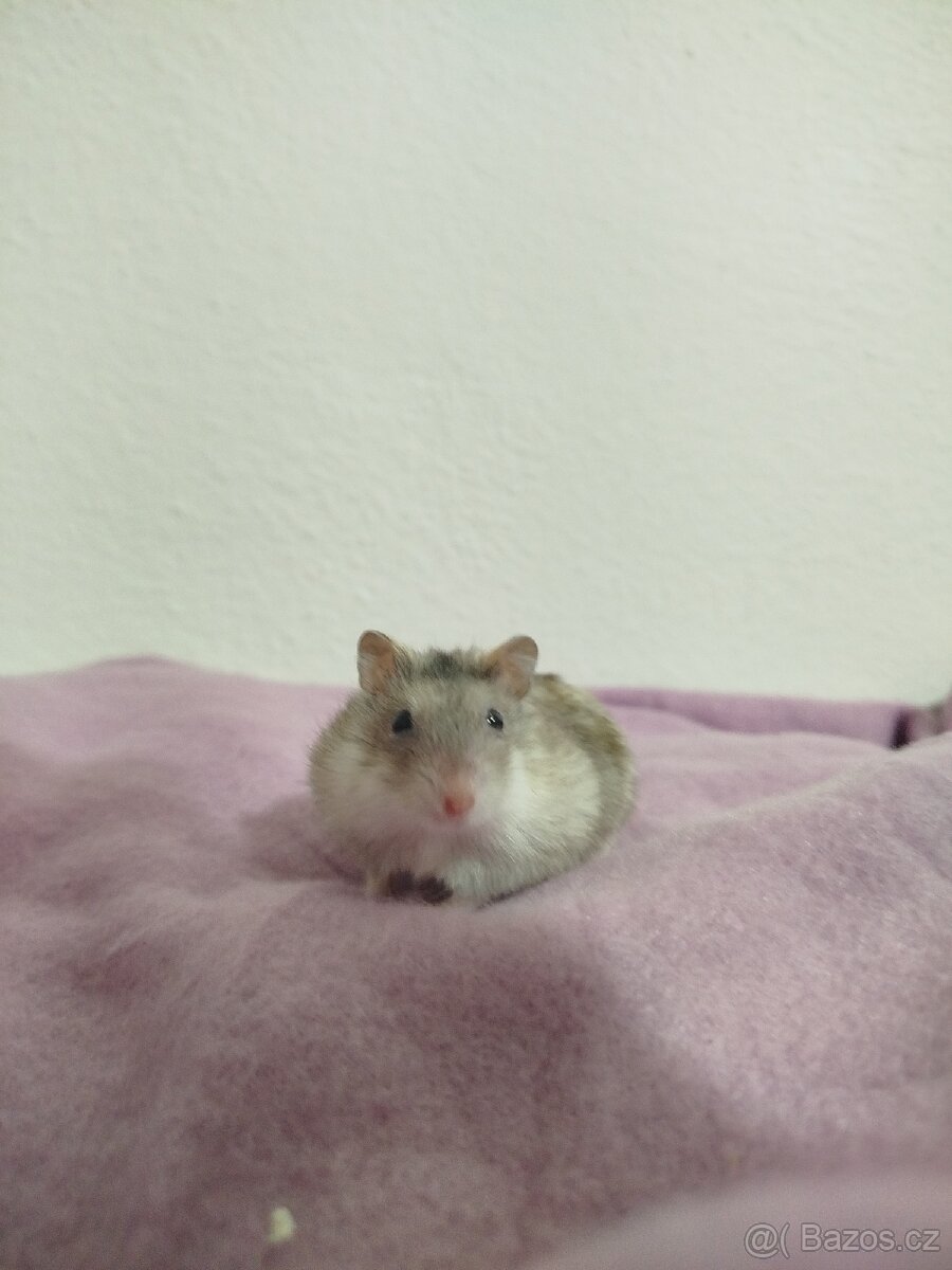 Křeček džungarský samička - 3