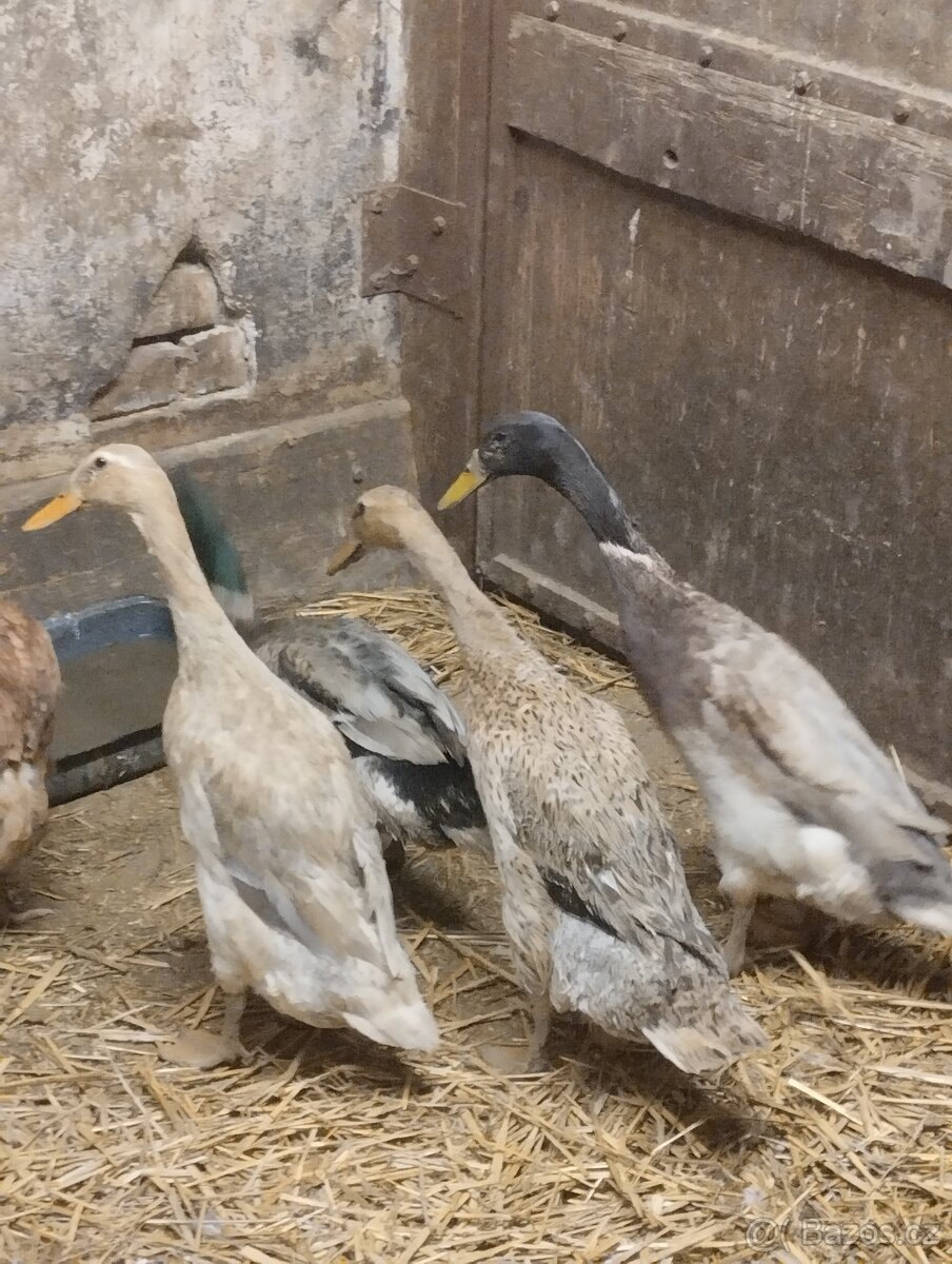 Indický běžec - 3