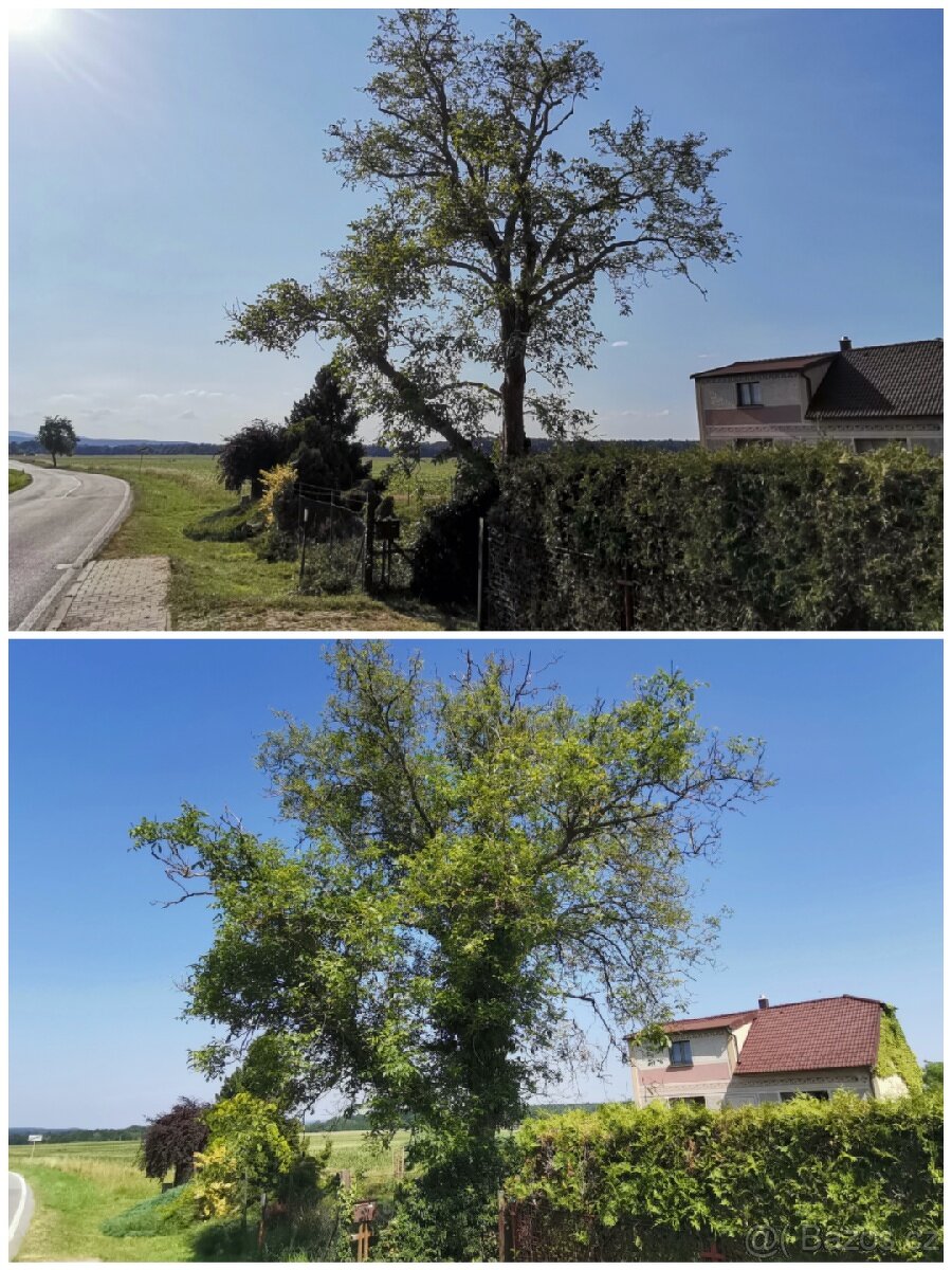 Zdravotní řez ořešáku - - 3