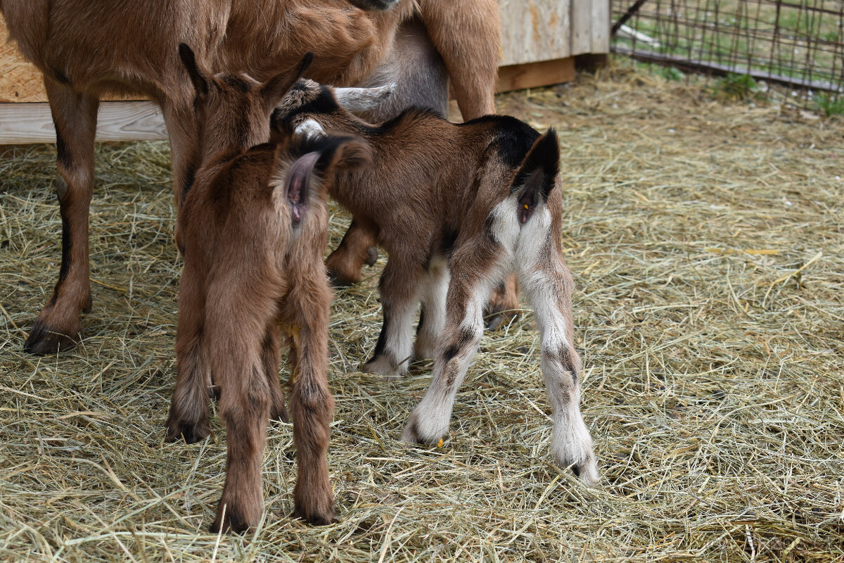 Prodám kozičky - 3
