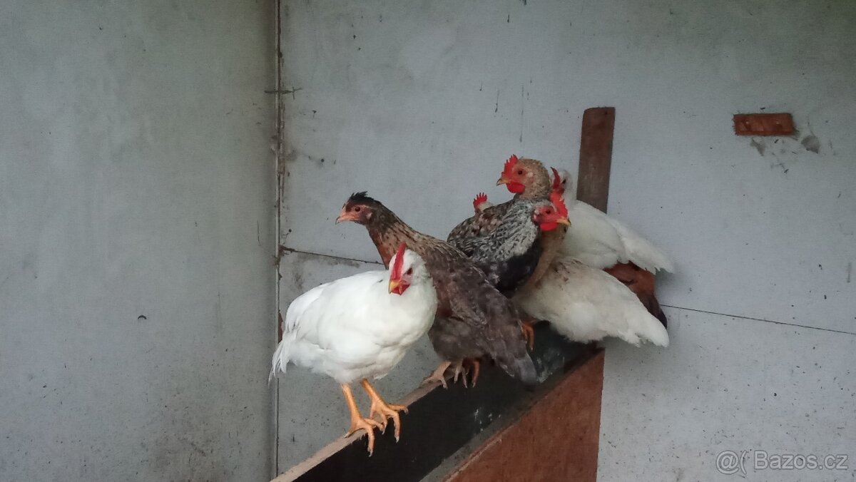 Kohouti 🐓🐓 - 3
