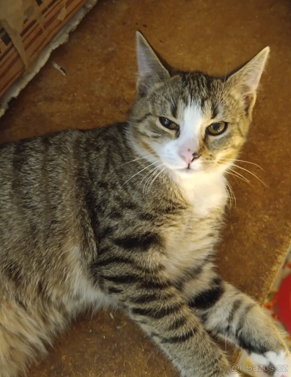 Kočka domácí - 3