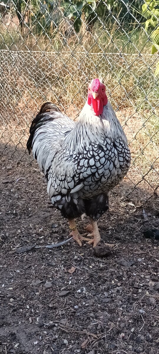 Zdrobnělá Wyandotka stříbrná černě lemovaná - 3