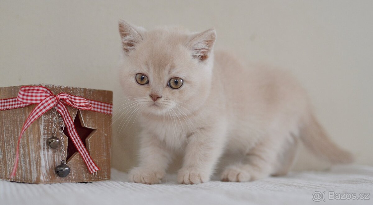Britská krátkosrstá kočka s PP - 3