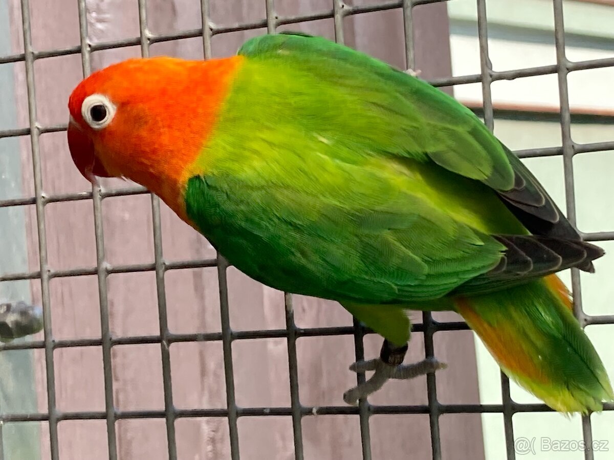 Agapornis fischeri - 3