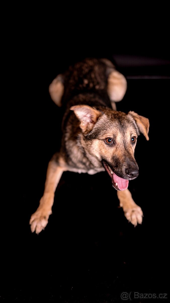 Ozzy - bojacnější štěně, 10 měsícu - 3