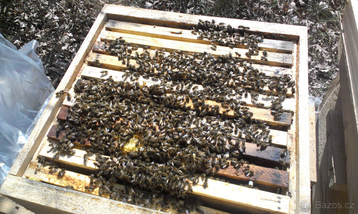 Prodám vyzimované včelí oddělky - včelstva - 3