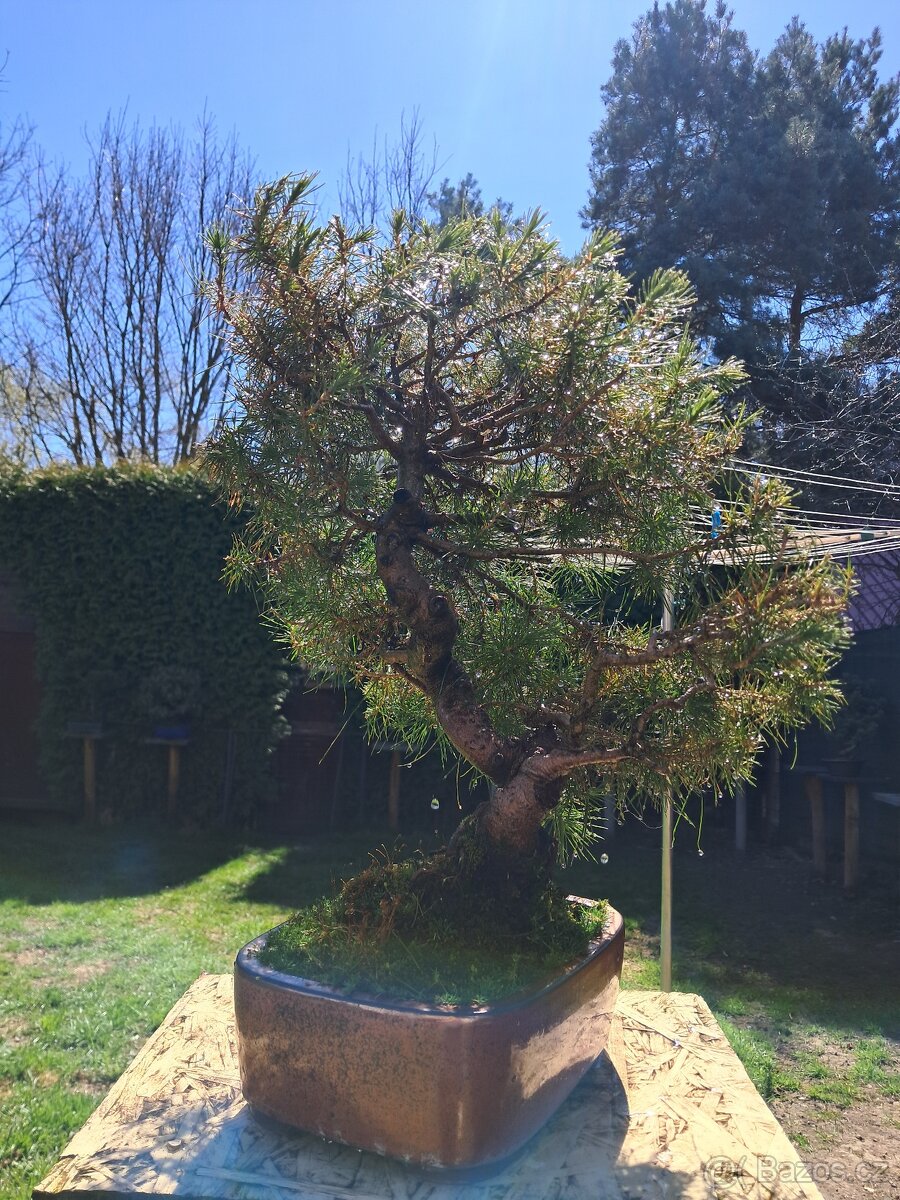 Bonsaj,bonsai Borovice - 3
