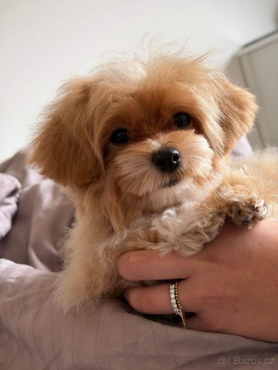 Maltipoo - 3