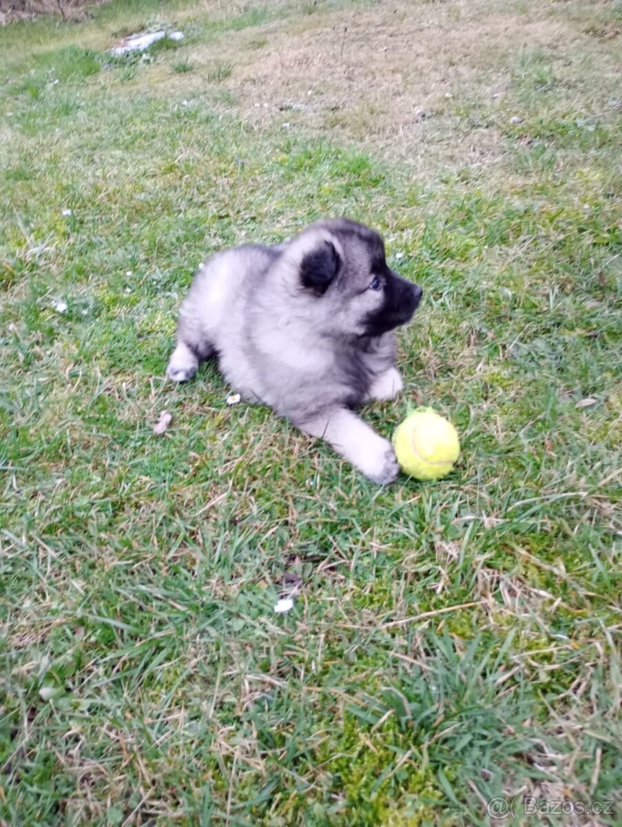 Štěňata - Německý špic vlčí - 3