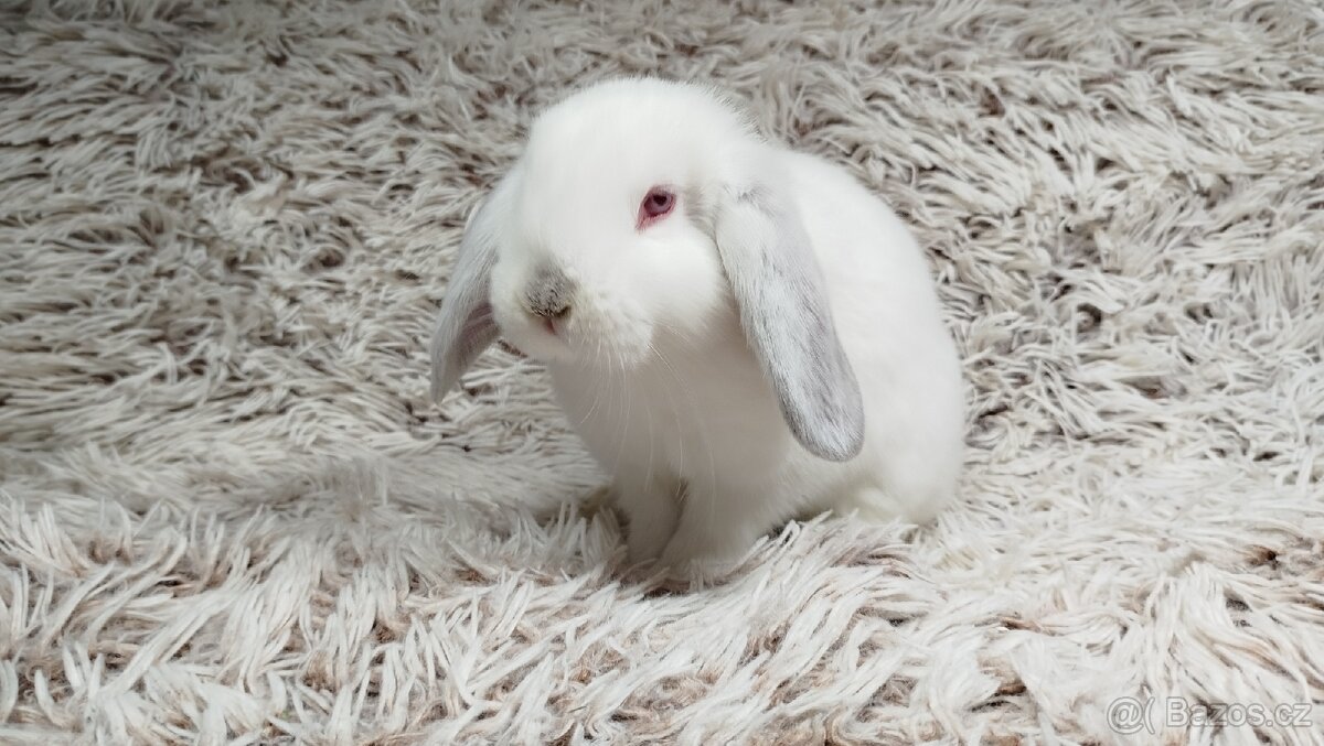 Zakrslý beránek, králíček, králík - MOLLY - 3