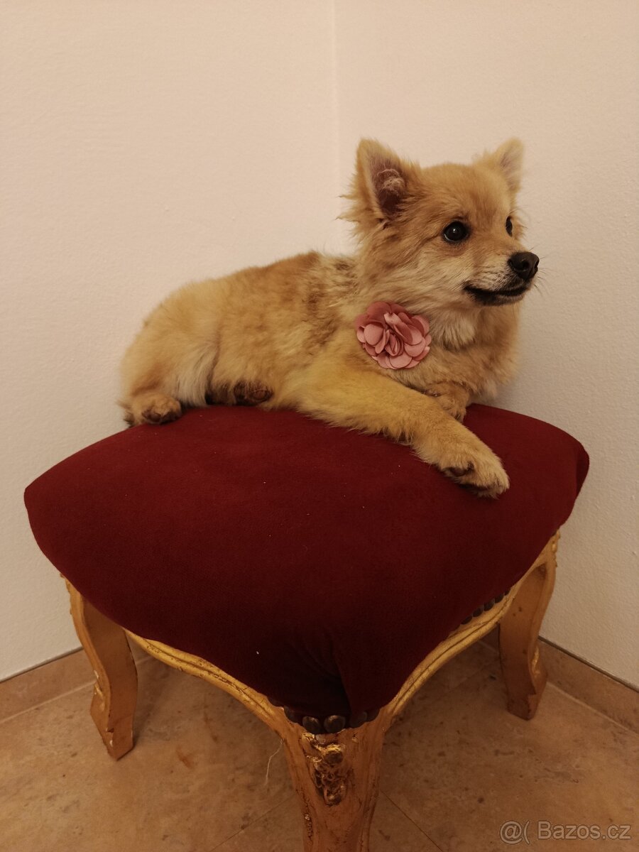 Německý špic trpasličí - 3