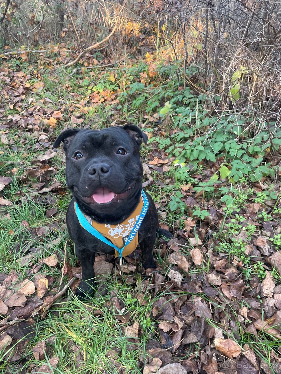 Stafordširský bulteriér STUD DOG - 3