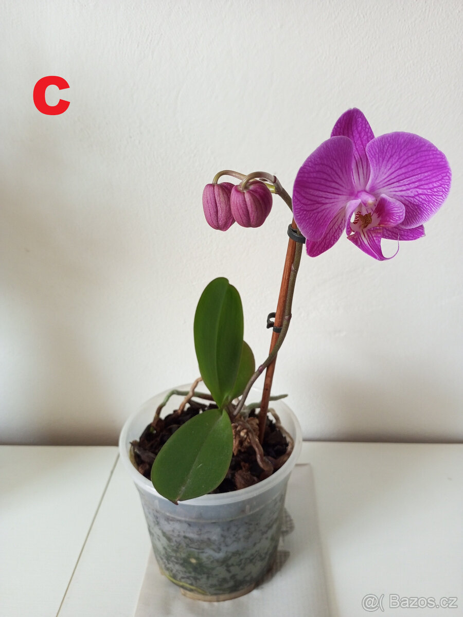 Pokojové rostliny - 3