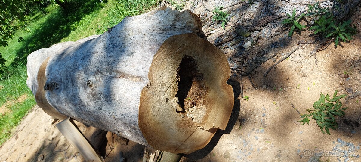 Dutý kmen jilm horský - 3