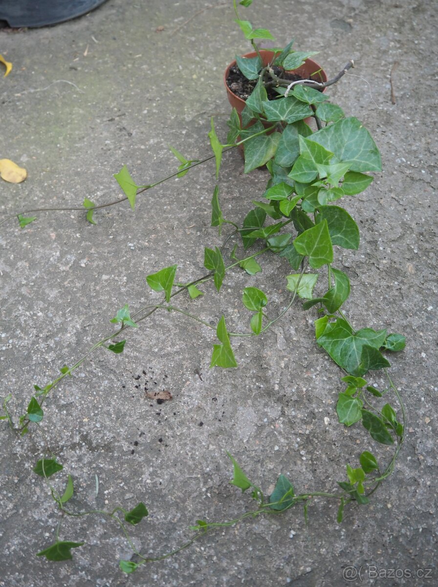 Senecio Macroglossus - 3