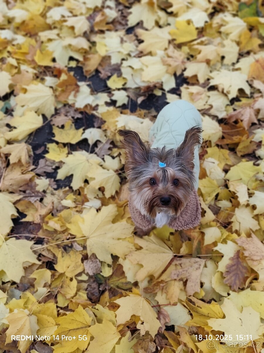 Jorkšírský teriér pes - 3