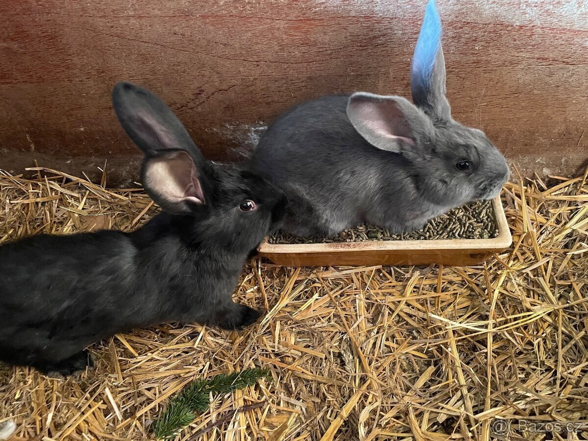 PRODÁM 75 % KŘÍŽENCE S BELGICKÝM OBREM MODRÝM - 3