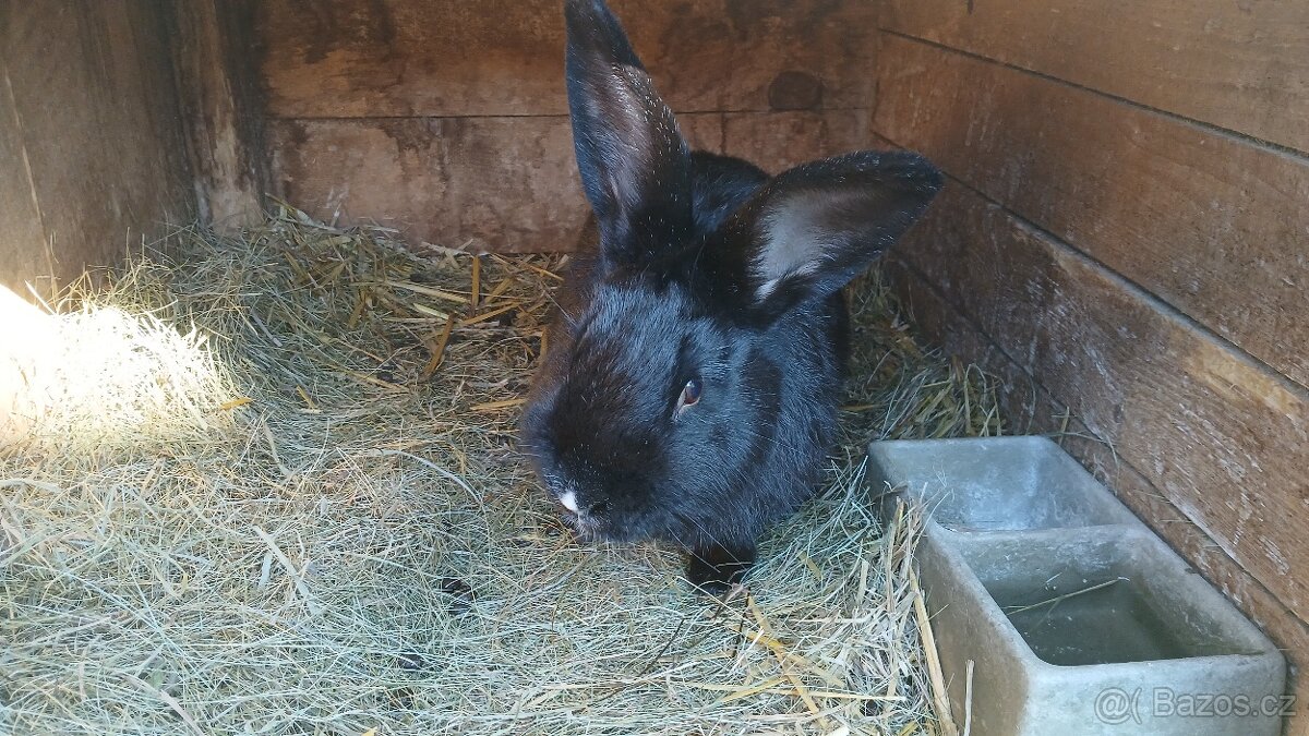 Vyměním samce králíka - 3