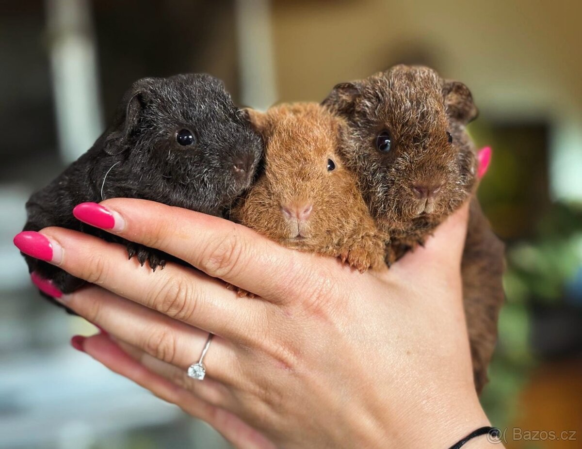 Morčátka US Teddy - 3