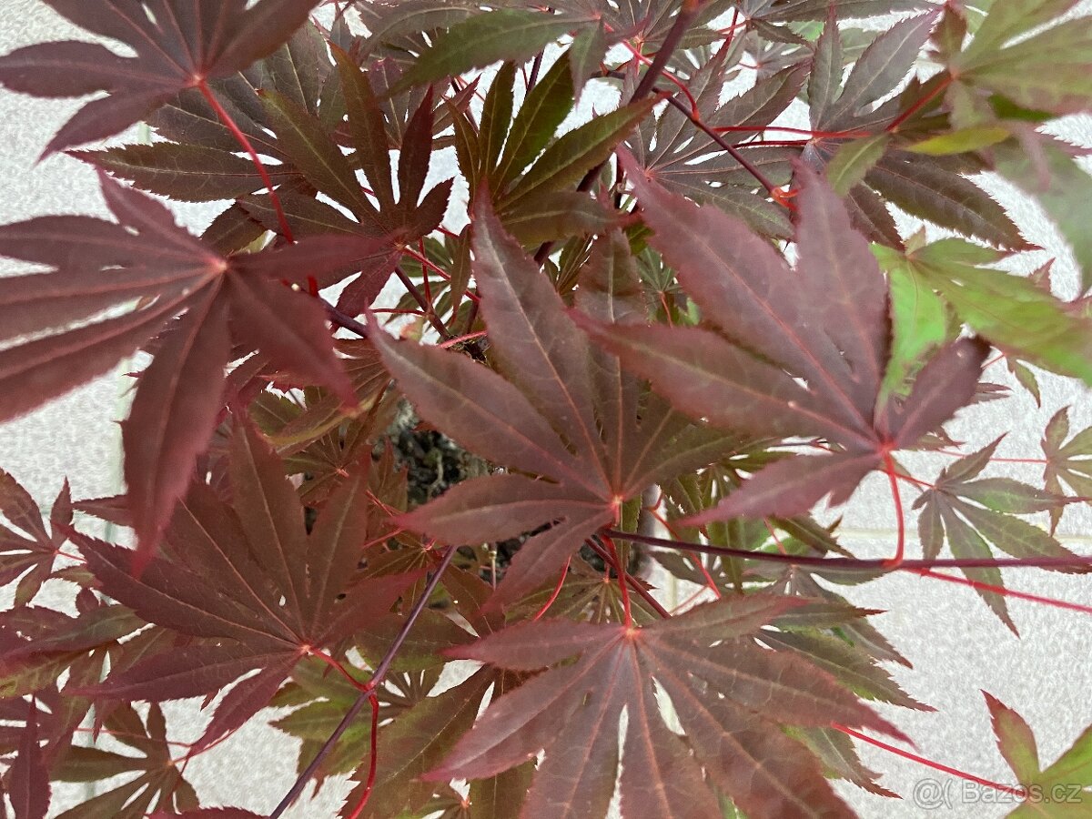 Bonsai, Bonsaj, japonský javor - 3